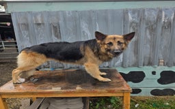 German Shepherd dogs for stud: Kaizer available for Stud - Image 4