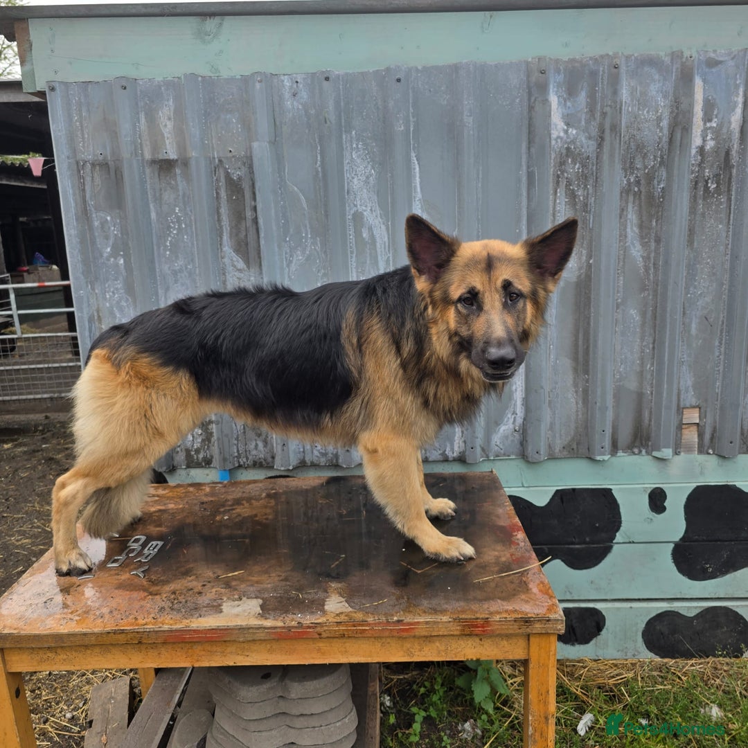 German Shepherd dogs for stud: Kaizer available for Stud - Image 4