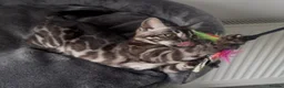 Bengal cats for sale: Exceptional kittens in silver, brown and charcoal - Advert 33
