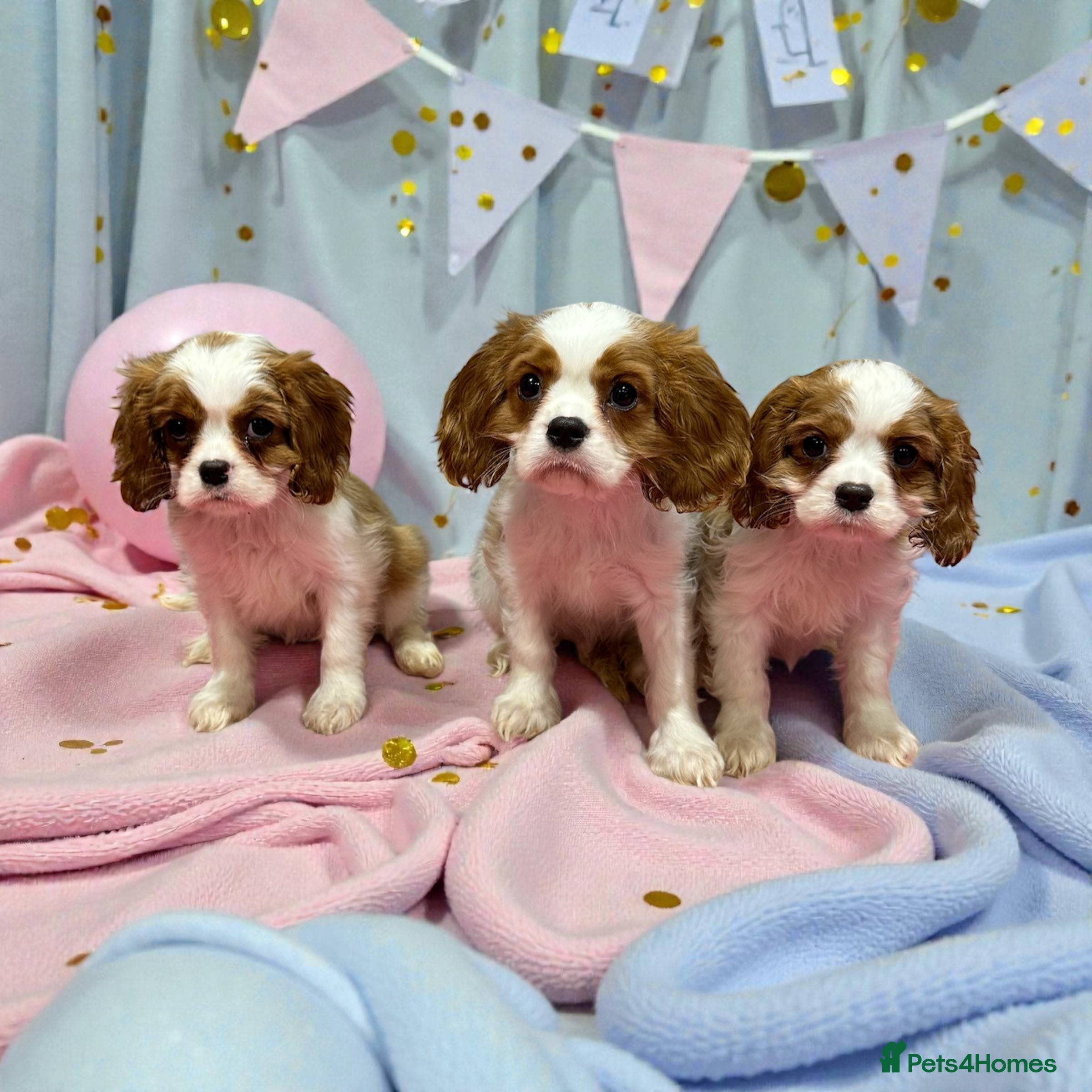 Cavalier King Charles Spaniel dogs Adorable Cavalier King Charles Spaniels - Advert 1