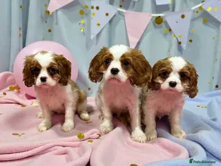 Cavalier King Charles Spaniel dogs Adorable Cavalier King Charles Spaniels - Advert 5