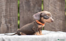 Miniature Dachshund dogs for sale: Miniature Dachshunds Chocolate and Tan Boys  - Image 10