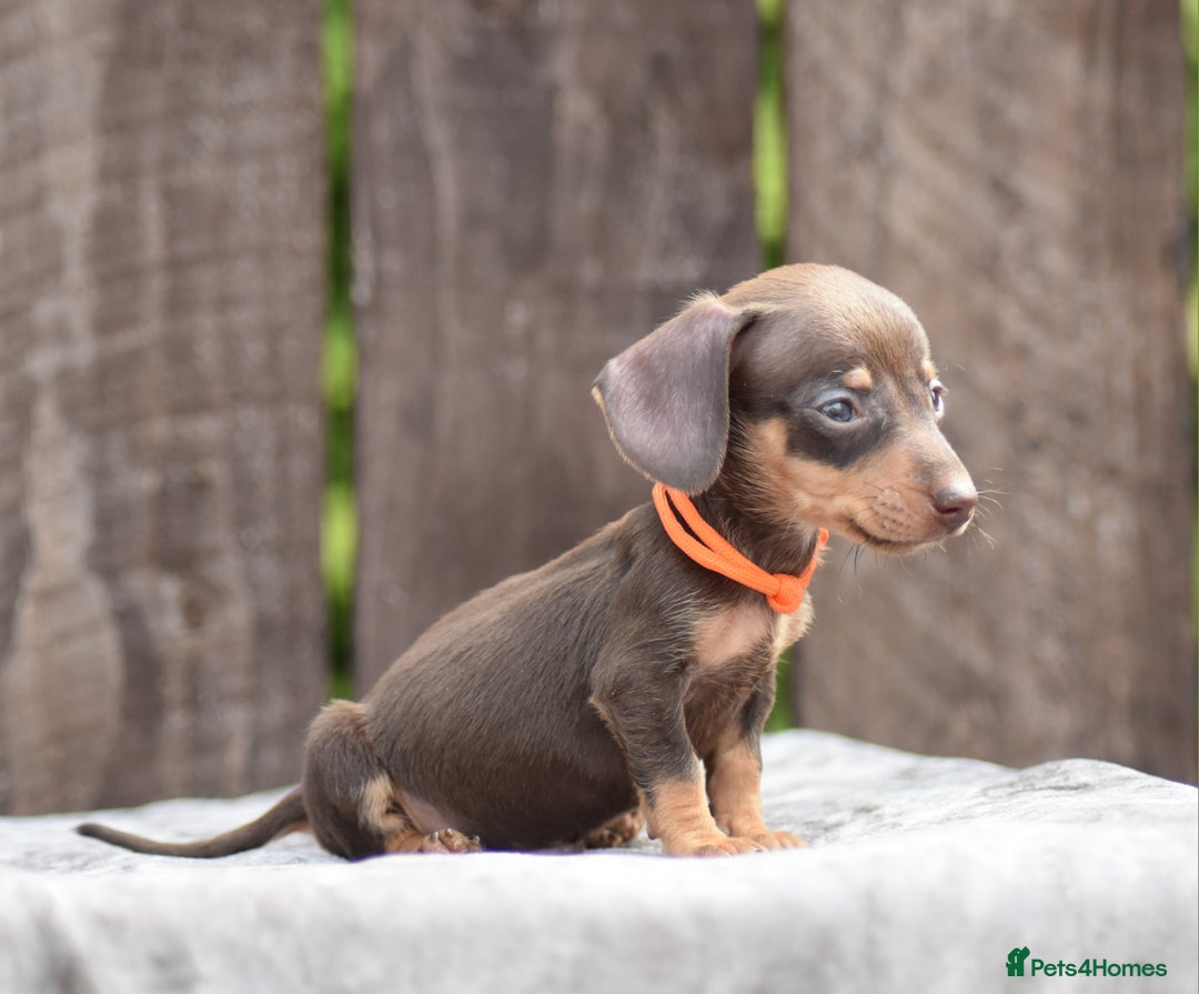 Miniature Dachshund dogs for sale: Miniature Dachshunds Chocolate and Tan Boys  - Image 10