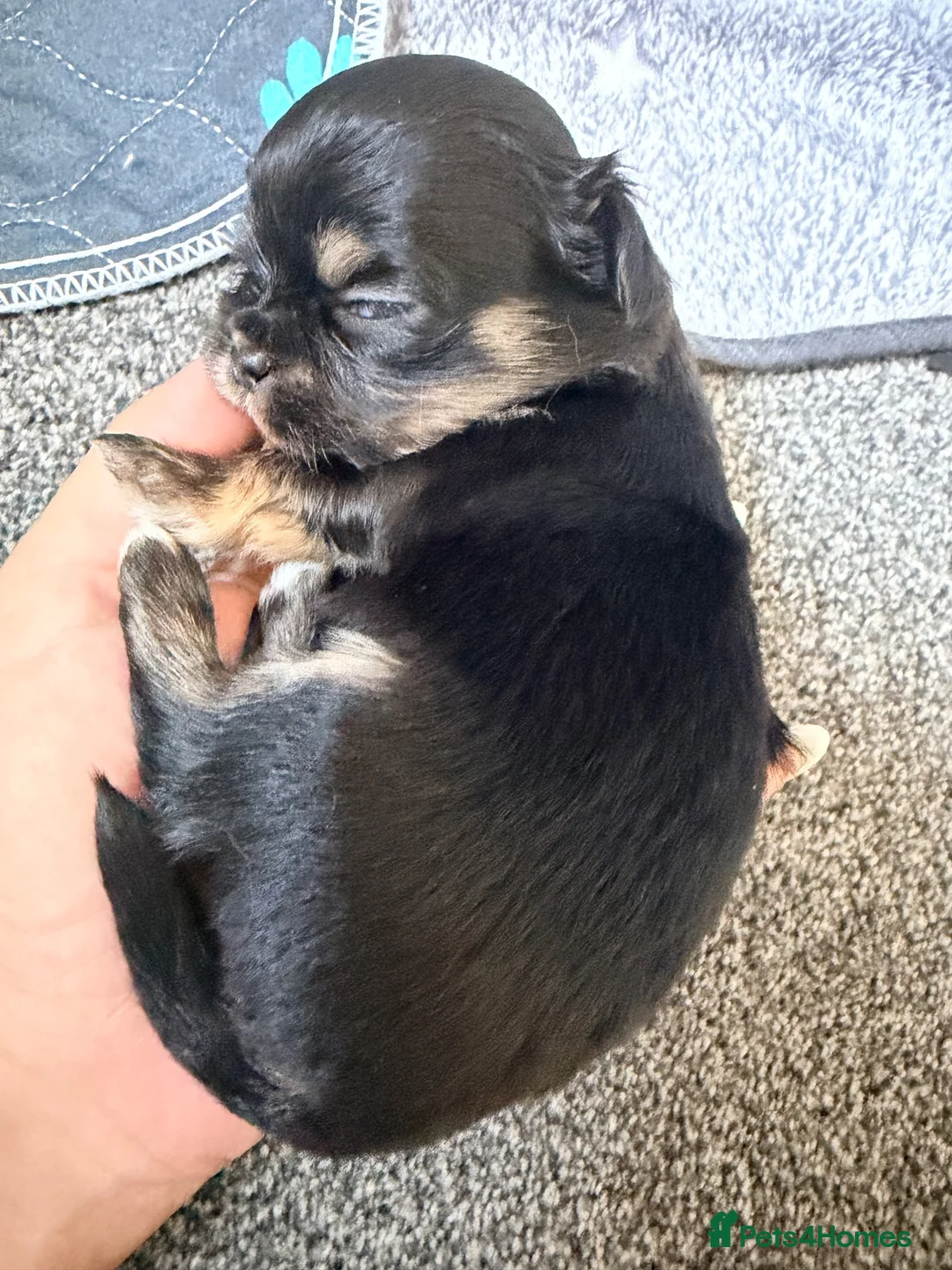 Mixed Breed dogs for sale: Tiny Malchi puppies - Advert 24
