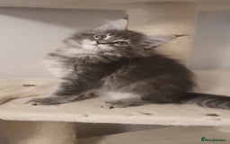 Maine Coon cats for sale: pure maine coon kittens - Image 4