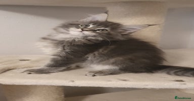 Maine Coon cats - Advert 7