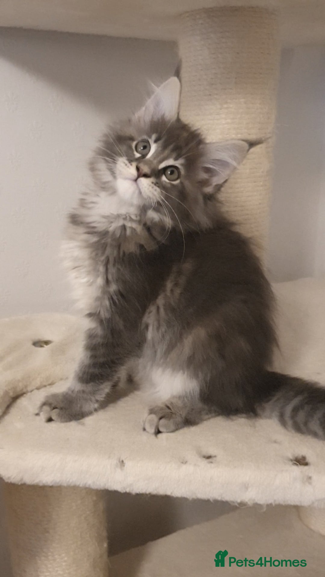 Maine Coon cats for sale: pure maine coon kittens - Image 4