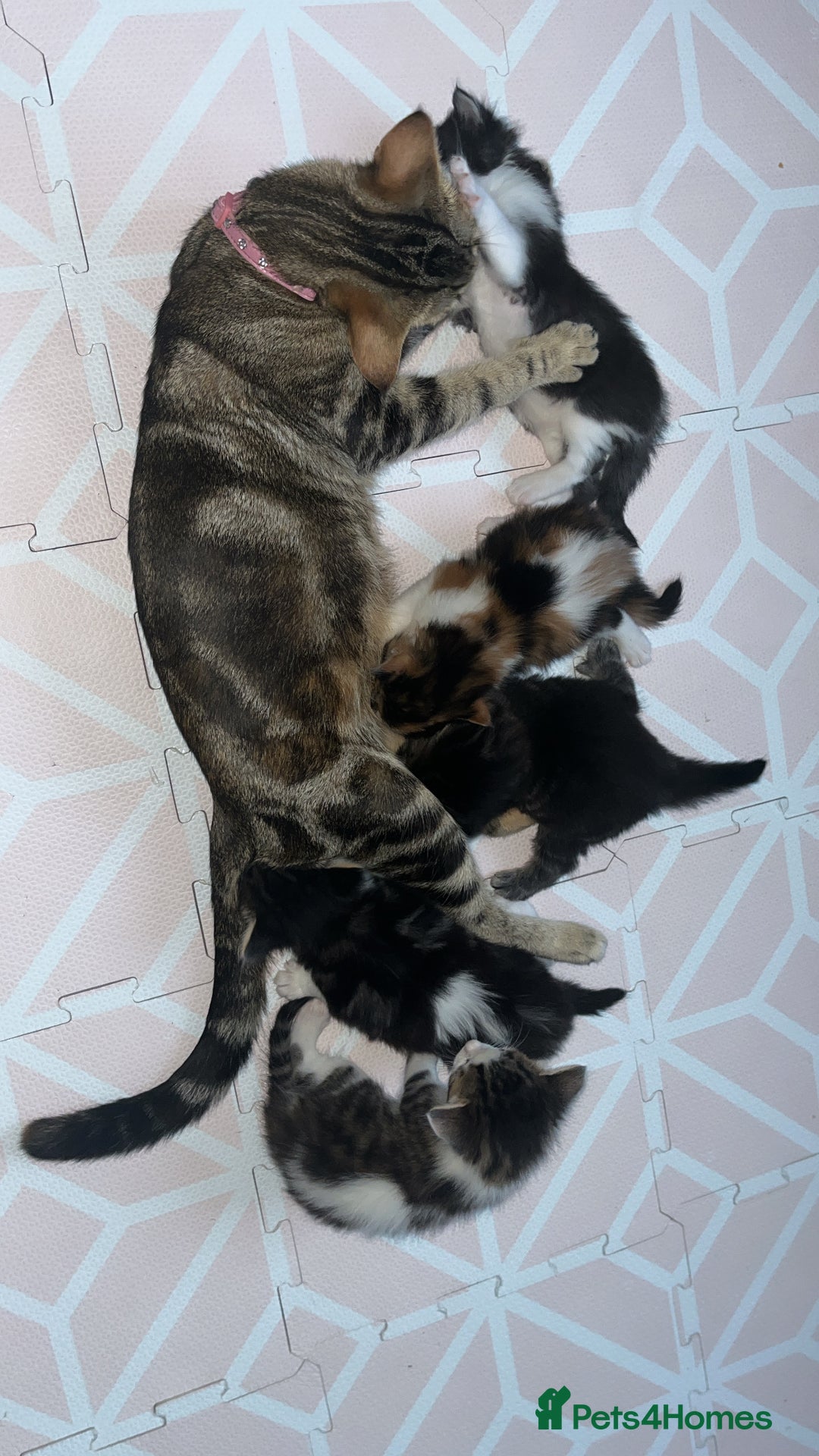 British Shorthair cats for sale: Ready to leave beautiful kittens!🥰❤️🌟 - Image 2