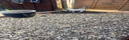 Jack Russell dogs for sale: Jack Russell pups - Advert 3