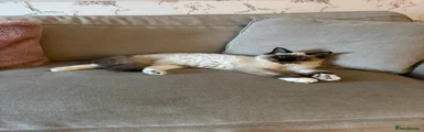 Ragdoll 1