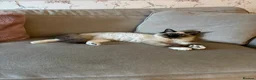 Ragdoll cats for sale: Ragdoll Male For Sale  in Gravesend - Advert 2