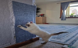 Ragdoll cats for sale: 2😻Ragdoll kittens 💕 - Image 16