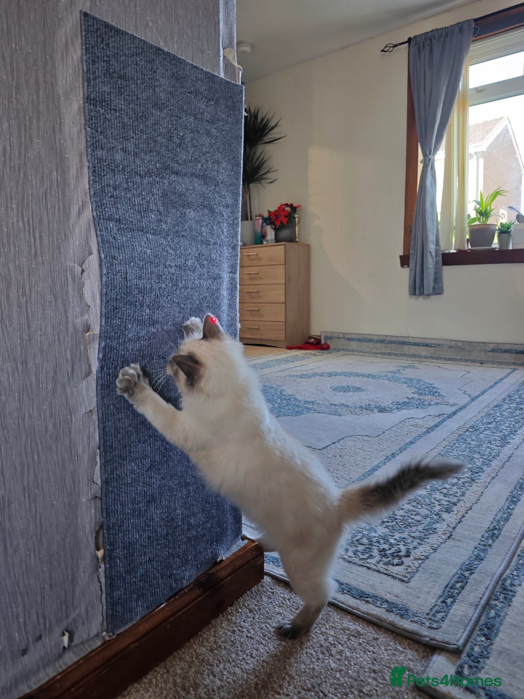 Ragdoll cats for sale: 2😻Ragdoll kittens 💕 - Image 16