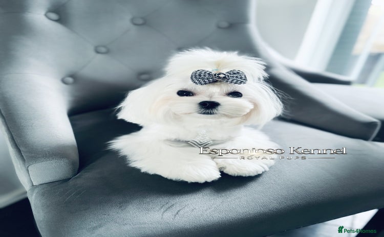 Maltese dogs - Advert 2