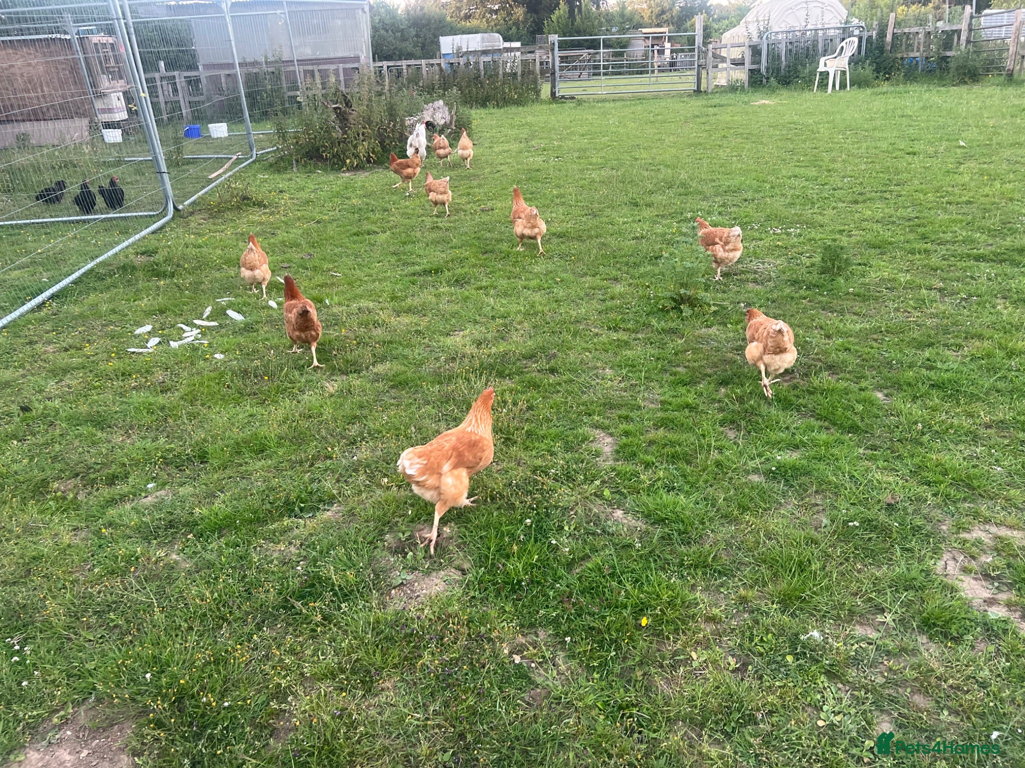 Chickens poultry Hatching eggs , day old chicks , growers and layer - Advert 1