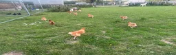 Chickens poultry for sale: Hatching eggs , day old chicks , growers and layer - Advert 1