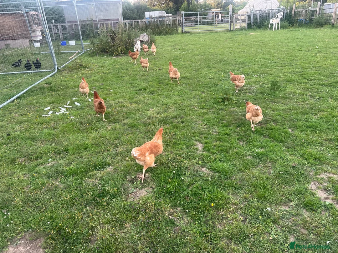 Chickens poultry for sale: Hatching eggs , day old chicks , growers and layer - Advert 1