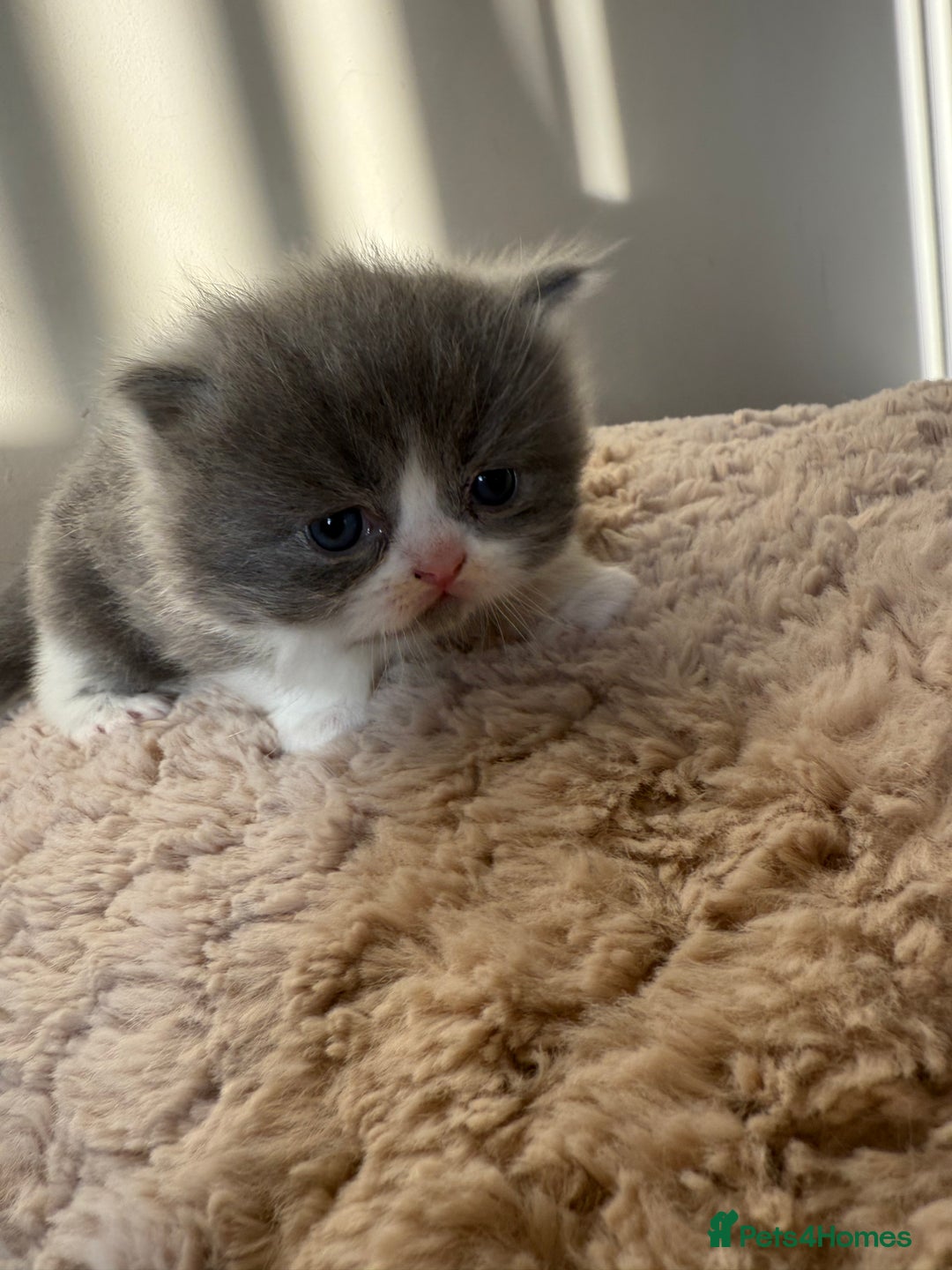 Persian cats for sale: Gorgeous Persian Kittens  - Advert 11