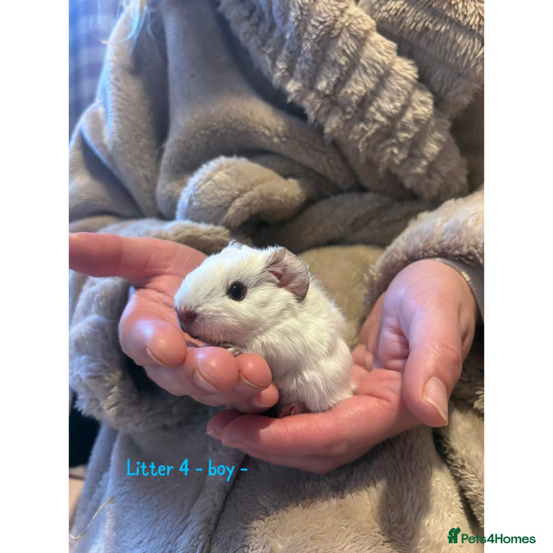 Guinea Pig rodents for sale: Beautiful baby guniea pig for sale Girls & Boys - Advert 18