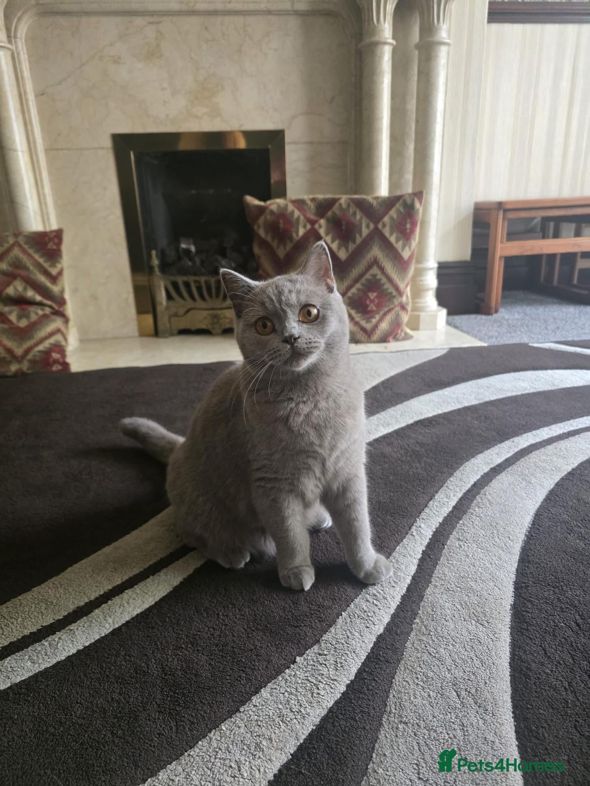 British Shorthair cats GCCF PEDIGREE LILAC BRITISH SHORTHAIR LILY🐾💜 1yr - Advert 3