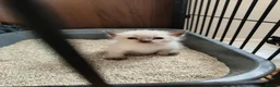 Siamese cats for sale: Siamese crosed with Ragdol - Advert 9