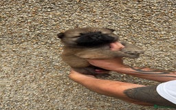 Chow Chow dogs for sale: 🐾Adorable Pedigree Chow Chow Puppies paw - Image 38