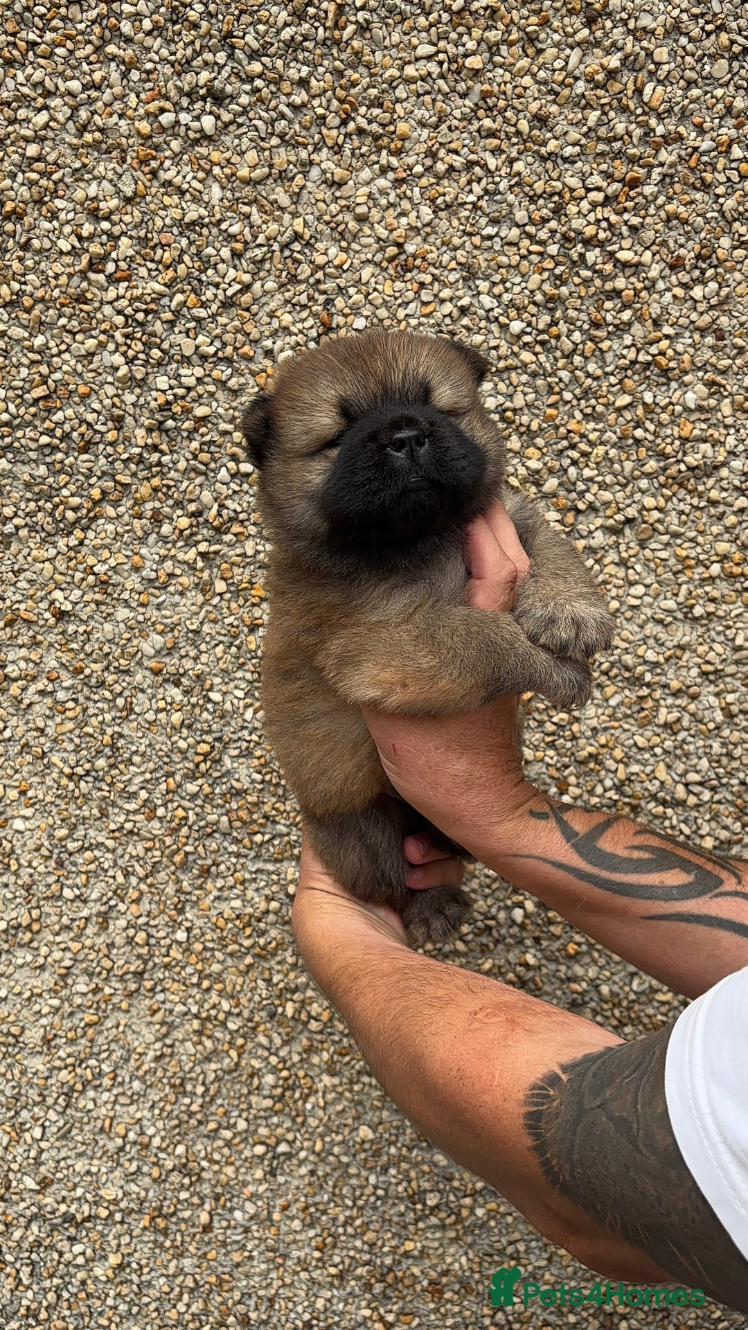 Chow Chow dogs for sale: 🐾Adorable Pedigree Chow Chow Puppies paw - Image 38