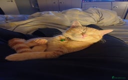 Mixed Breed cats for sale: Male ginger kitten 7 months old - Image 7