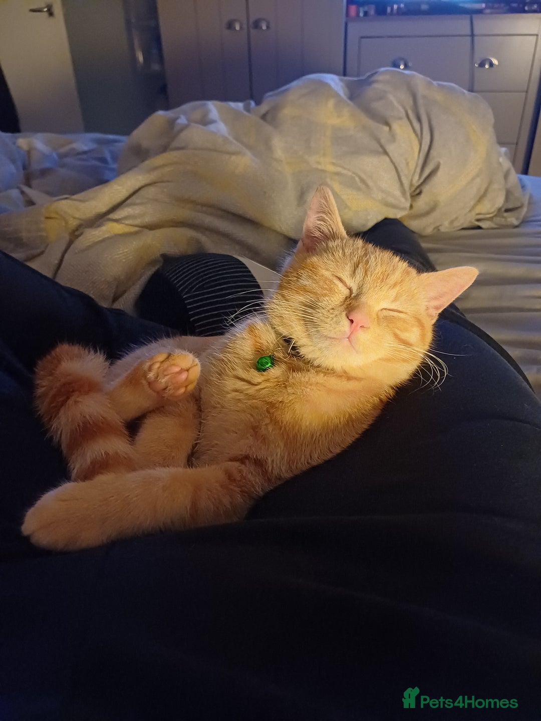 Mixed Breed cats for sale: Male ginger kitten 7 months old - Image 7
