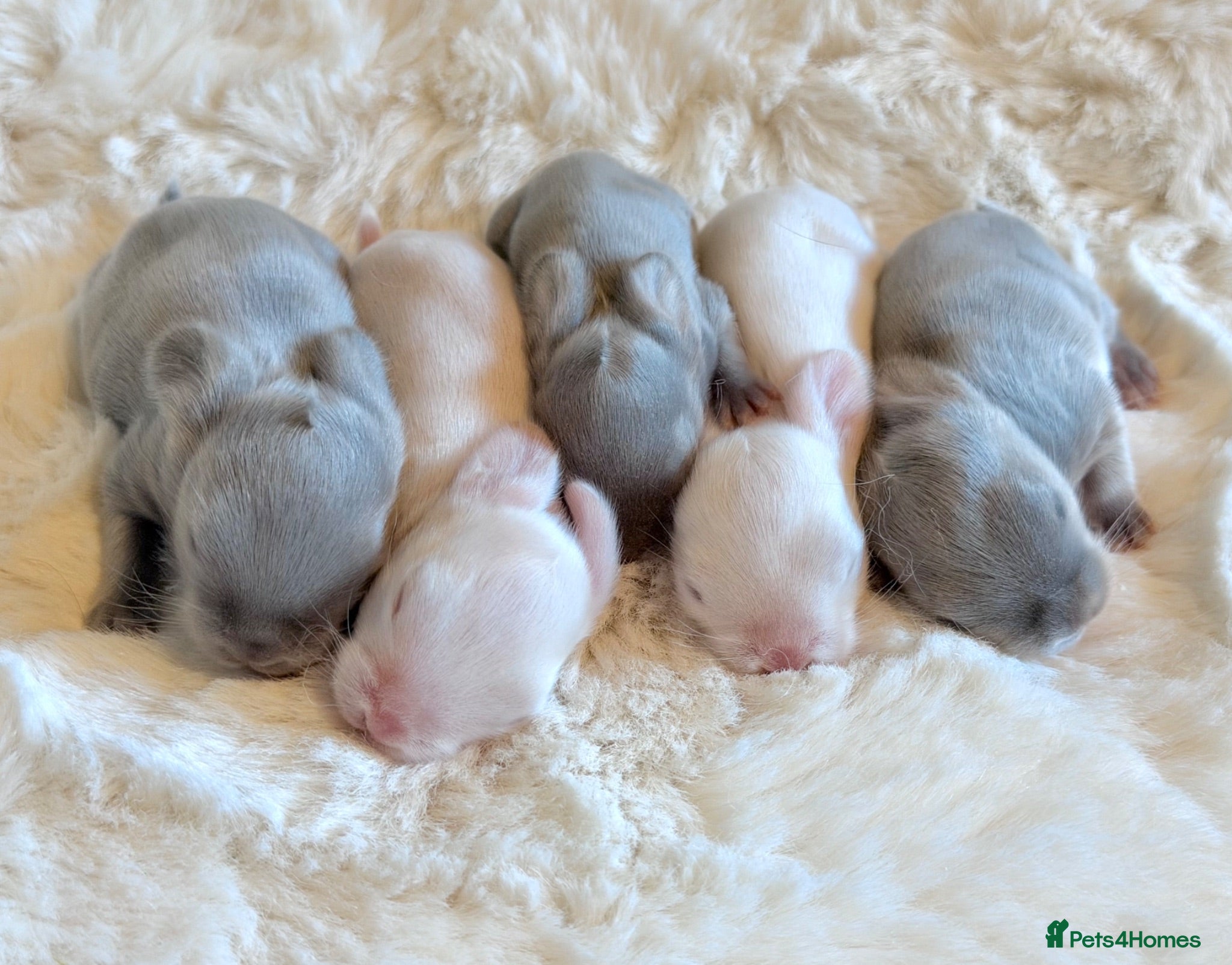 Mini Lop rabbits Minilop babies  - Advert 15