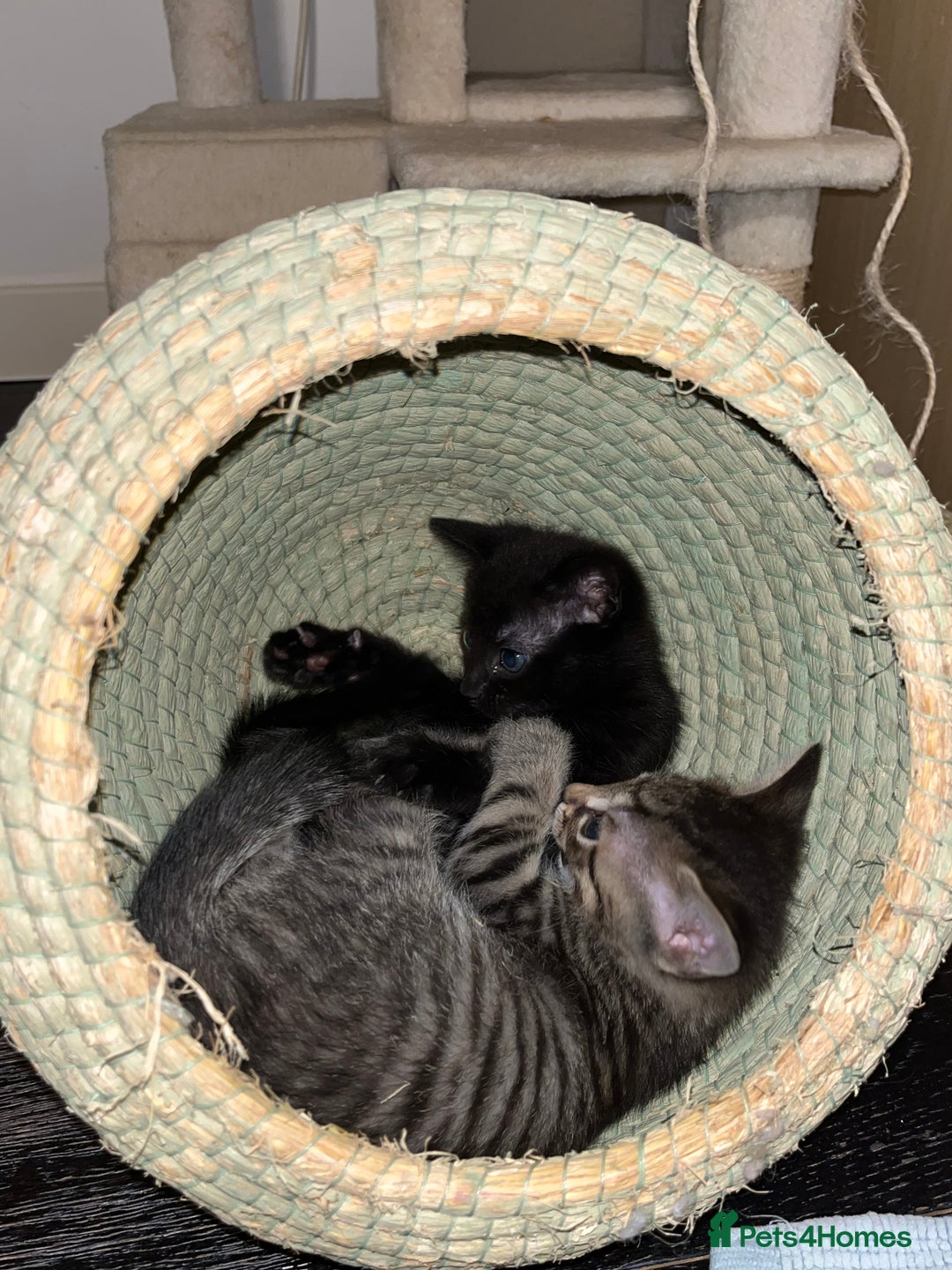 Mixed Breed cats for sale: 3 lovely kittens ready for their new homes 🥰 - Advert 10