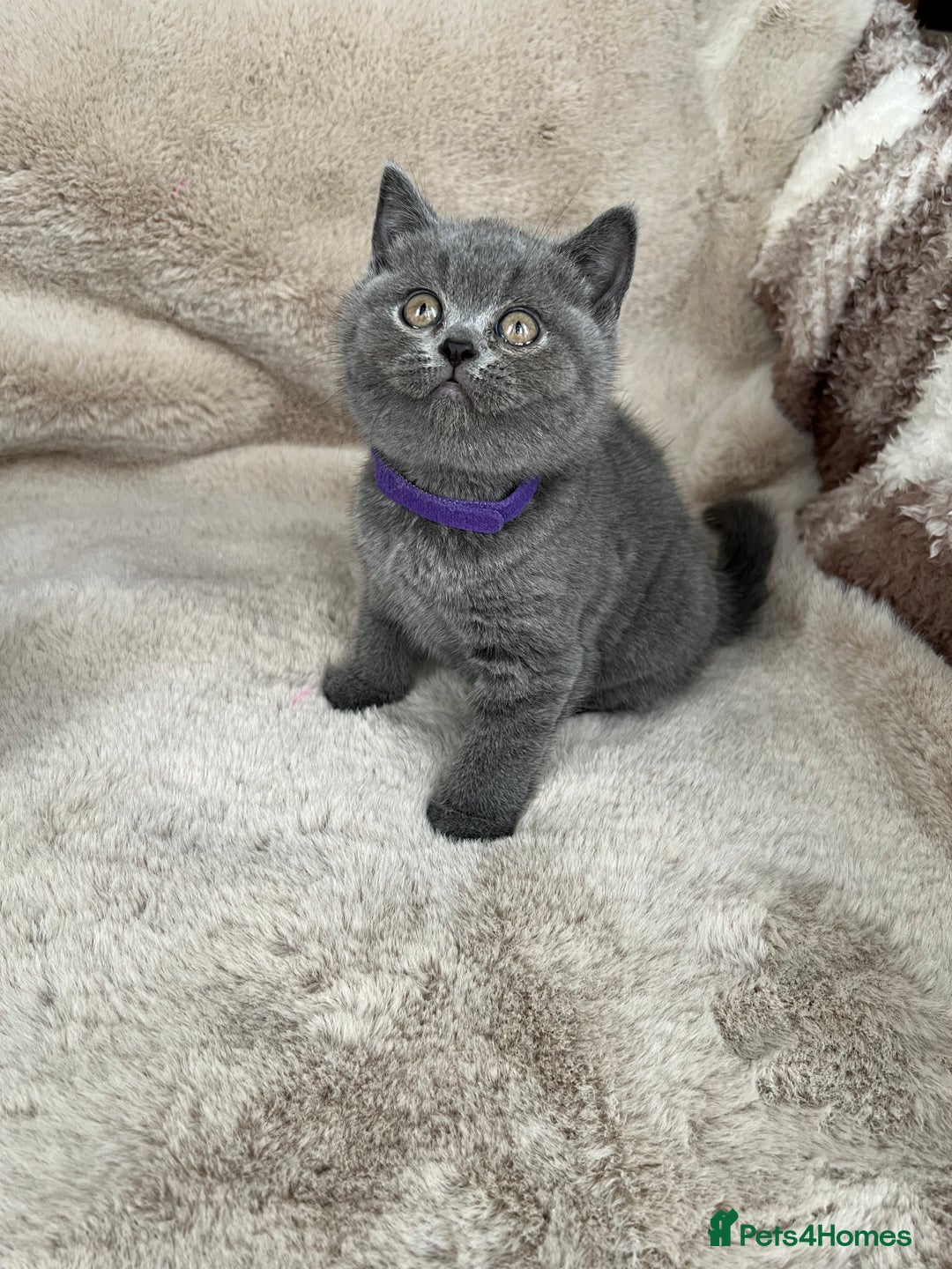 British Shorthair cats for sale: Beautiful British Shorthair  - Advert 8