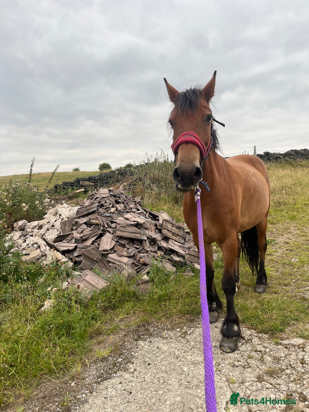 Other Breed horses for sale: Looking for new home  - Advert 3