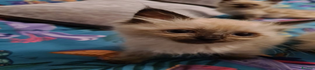 Ragdoll Kitten 3