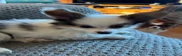 Papillon dogs for sale: Kc reg Papillon boy READY NOW!!! - Advert 1