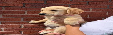 Golden Retriever 4