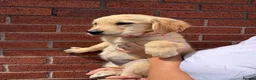 Golden Retriever dogs for sale: Kc reg golden retriever puppies  - Advert 6