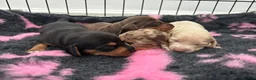 Miniature Dachshund dogs for sale: Kc Long haired Minature dachshund  - Advert 4