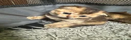 Scottish Fold cats for sale: Gorgeous Scottish Fold kittens for sale - Advert 13