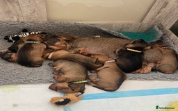 Miniature Dachshund dogs for sale: Supreme KC Miniature Wirehaired Dachshunds! - Advert 31