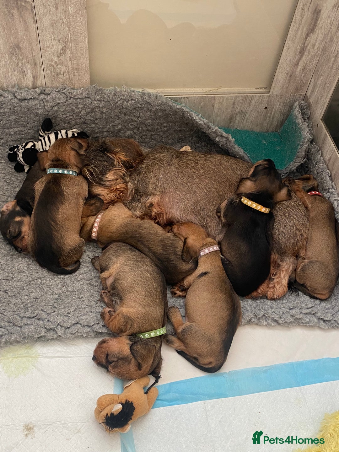 Miniature Dachshund dogs for sale: Supreme KC Miniature Wirehaired Dachshunds! - Advert 31