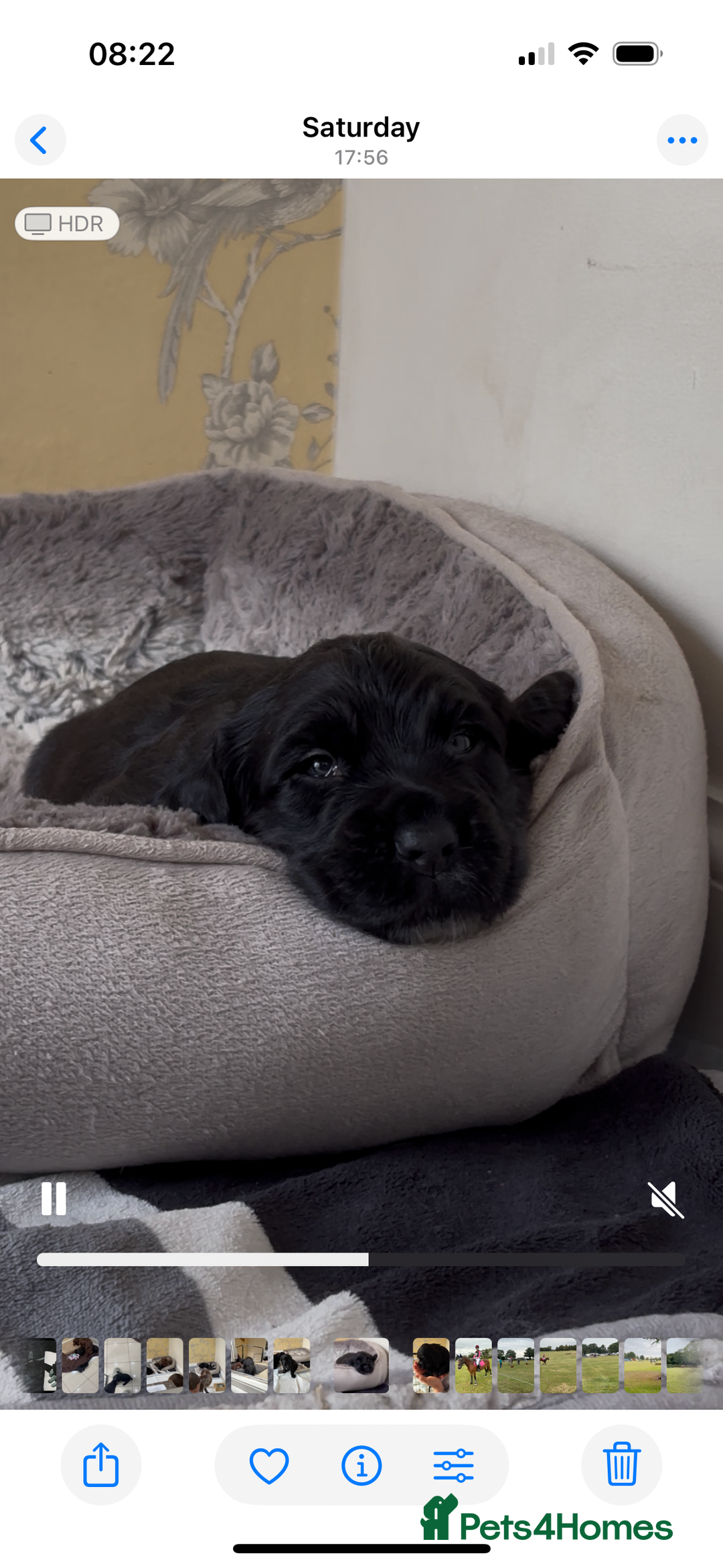 Sprocker dogs for sale: Cheshire Sprocker Pups from Working Parents - Image 3