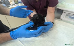 Cockapoo dogs for sale: •F1B Cockapoo Pups - Black & Tan - Ready 19th Dec• - Image 18