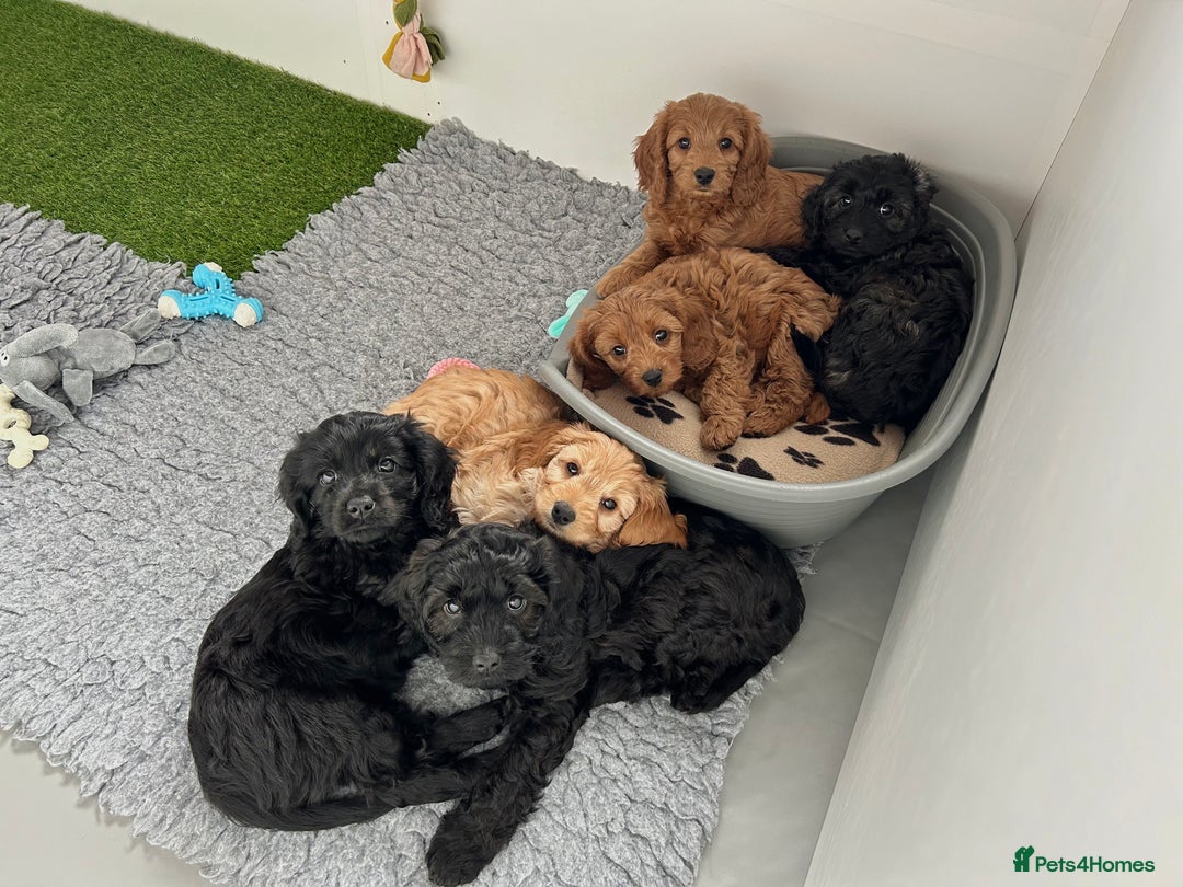 Cavapoo dogs for sale: Extensively Health Tested Cavapoo Pups - List Open - Advert 10
