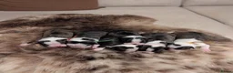 Boston Terrier dogs for sale: Beautiful Boston terrier puppies for sale  - Advert 9