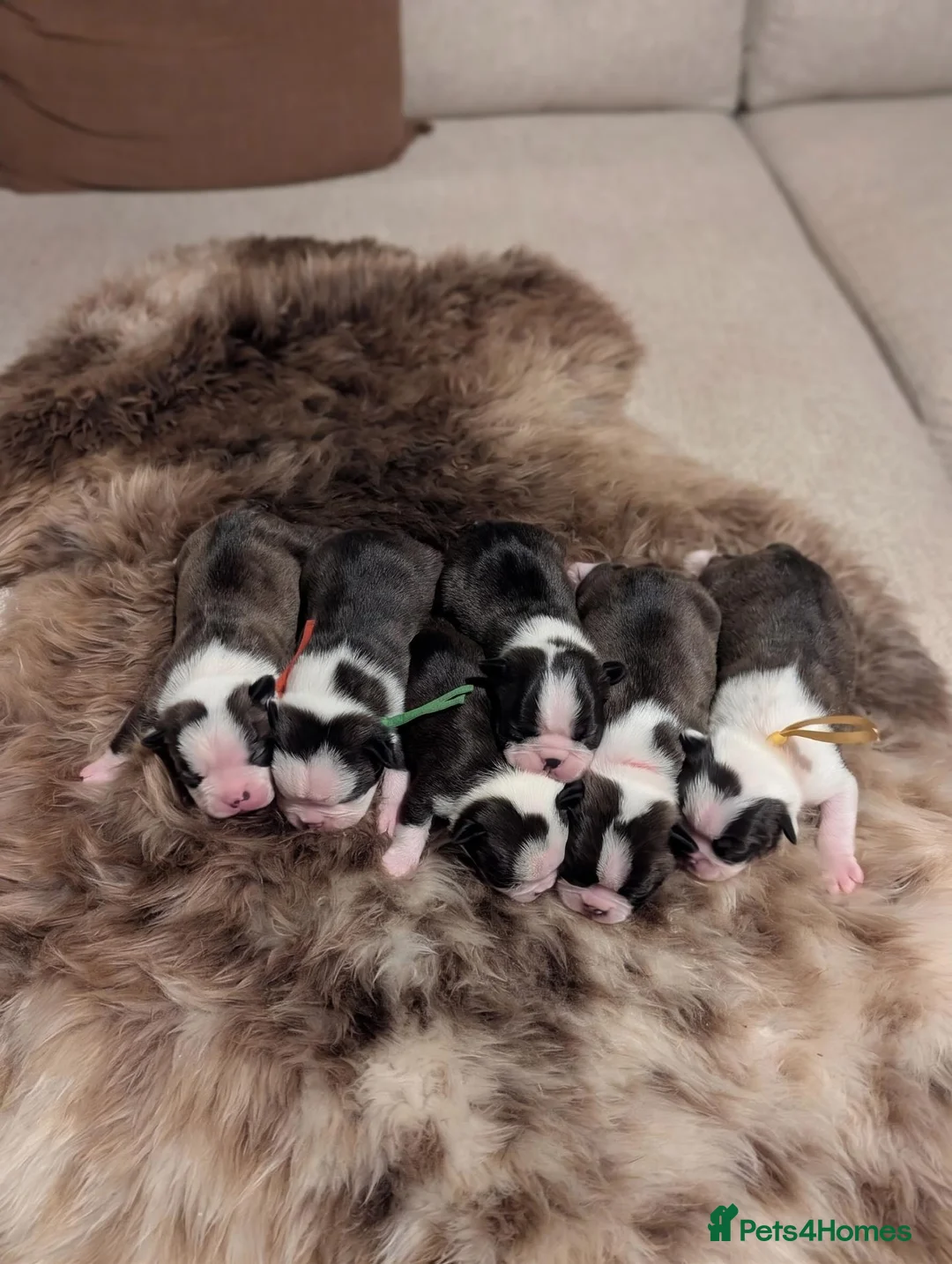 Boston Terrier dogs for sale: Beautiful Boston terrier puppies for sale  - Advert 9