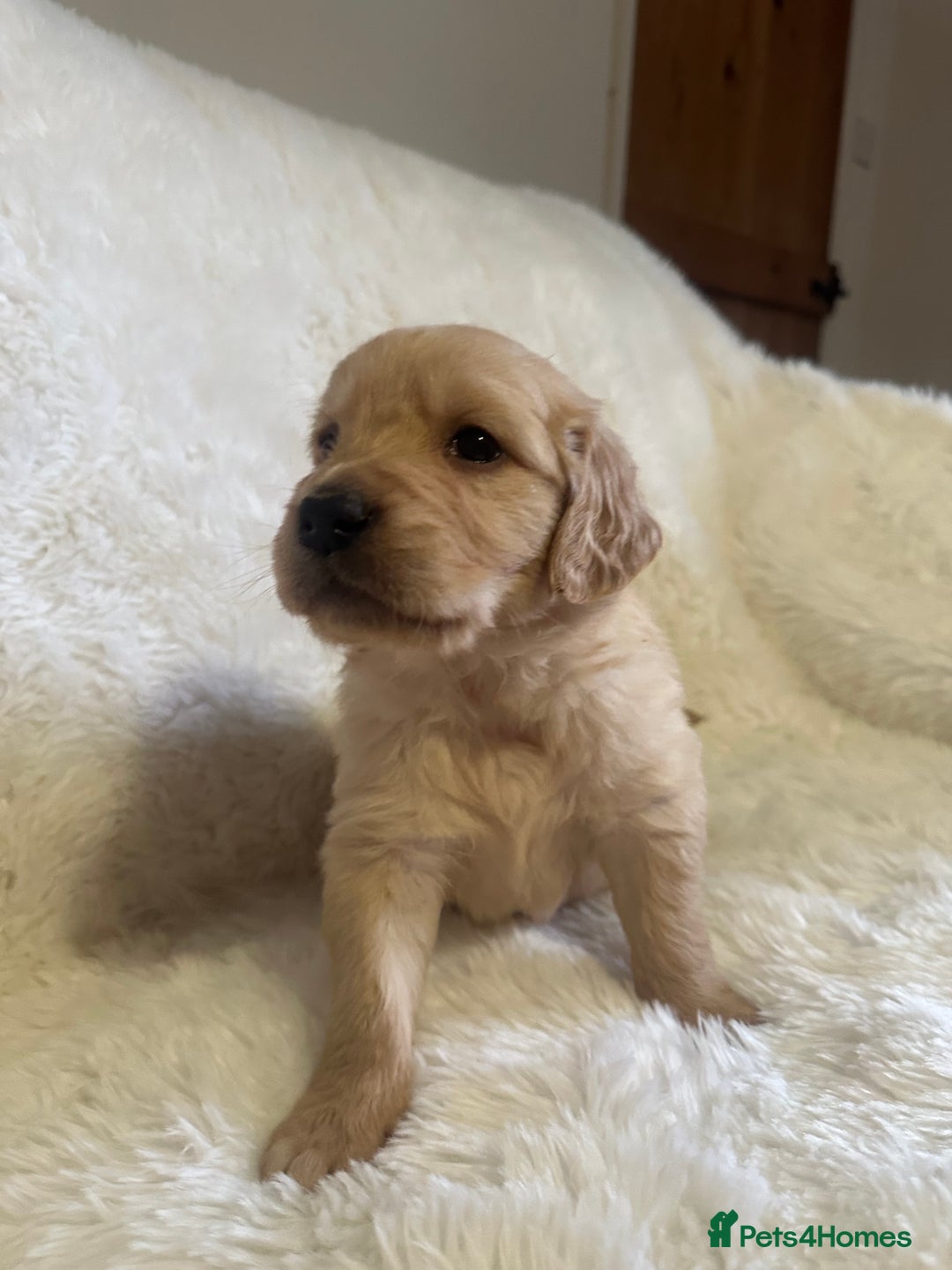 Golden Retriever dogs for sale: Sold sold sold sold sold  - Advert 31