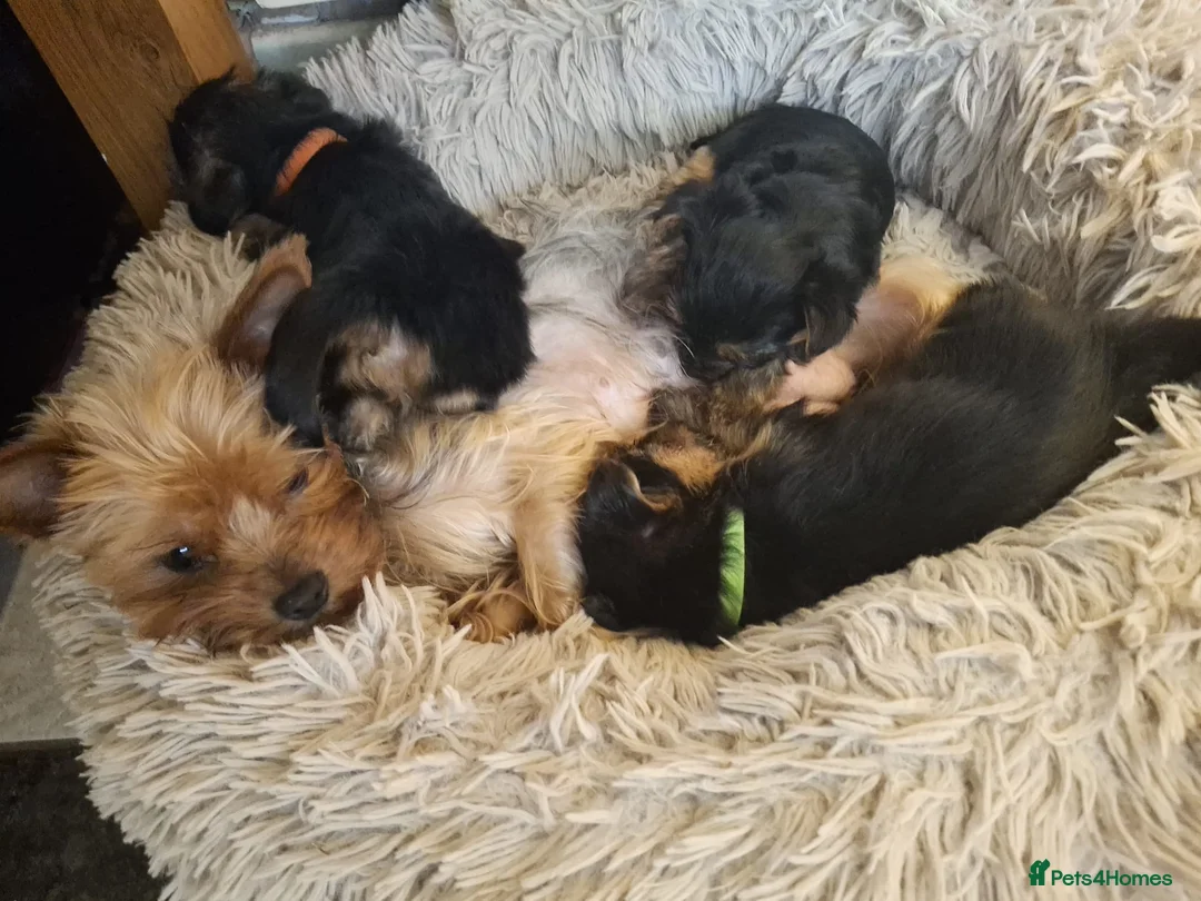 Shorkie dogs for sale: Shorkie puppies  - Advert 3
