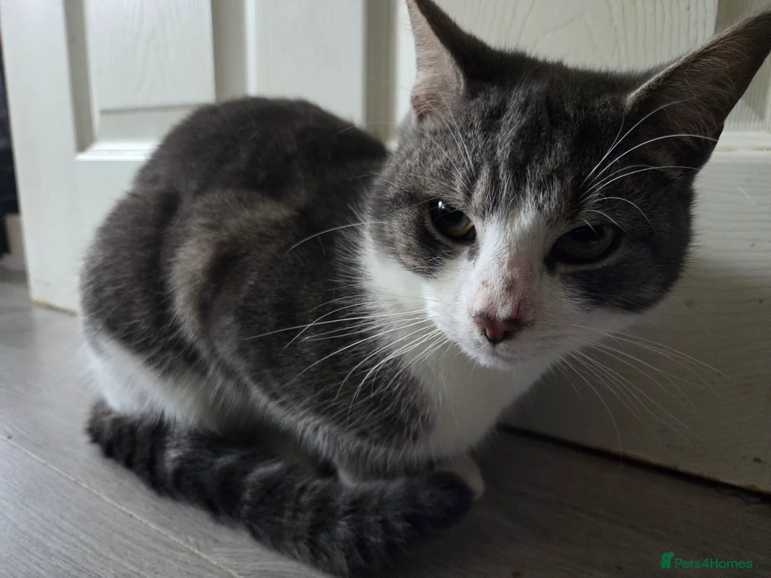 British Shorthair cats for sale: Grey white cats - Advert 8