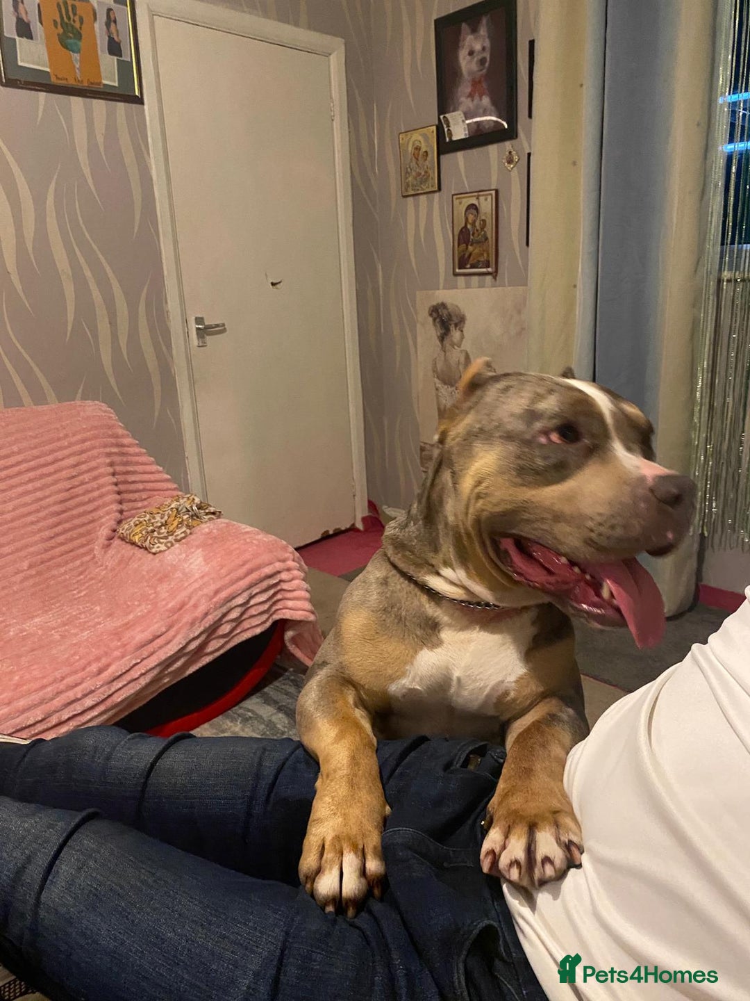 American Bully dogs for sale: American bully  - Image 9